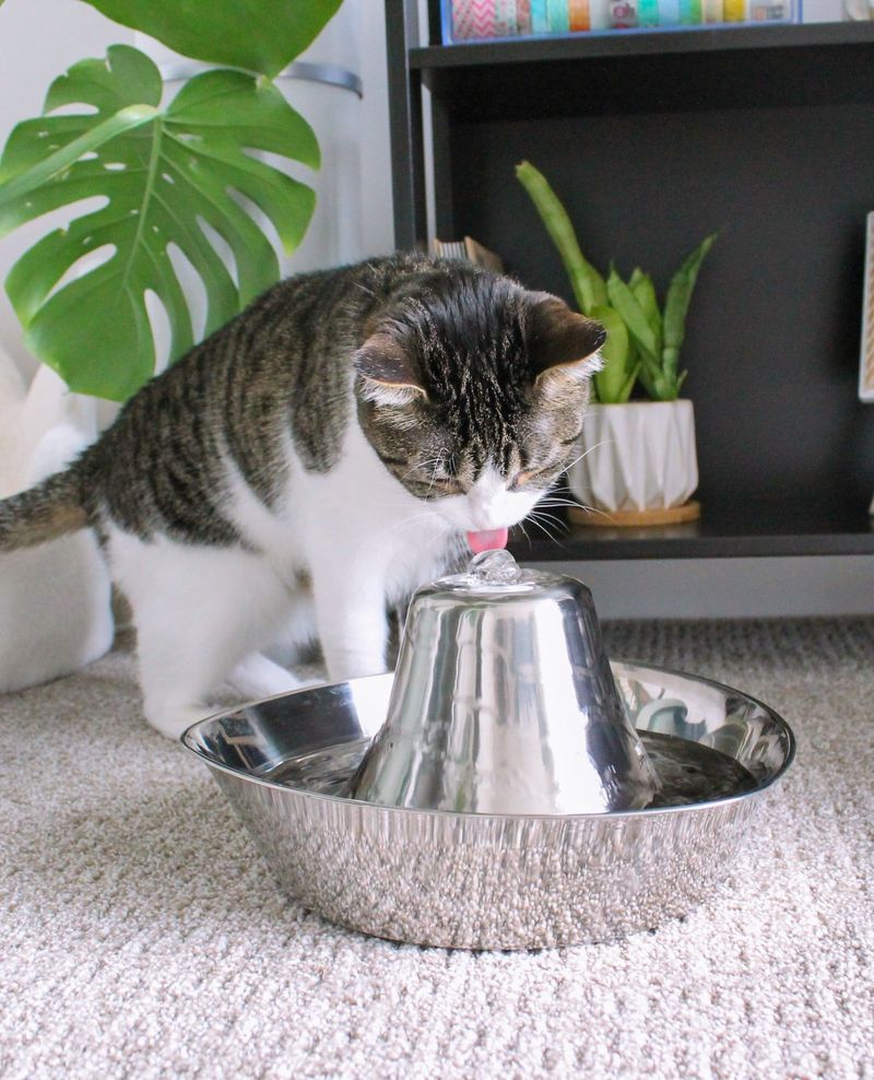 Is Your Cat a Water-Hater? Here Are 8 Ways to Keep Them Hydrated Without the Drama