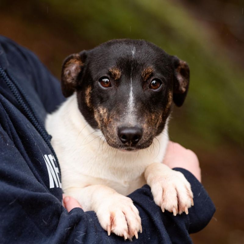 Jack Russell Terrier