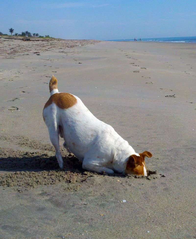 Jack Russell Terrier