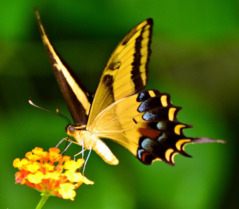 Jamaican Giant Swallowtail