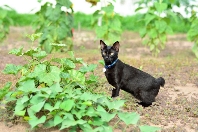 Japanese Bobtail