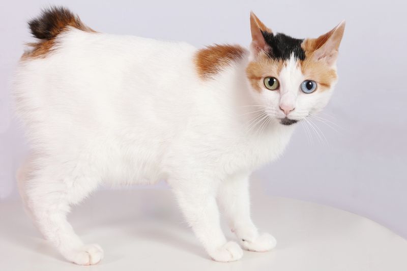 Japanese Bobtail