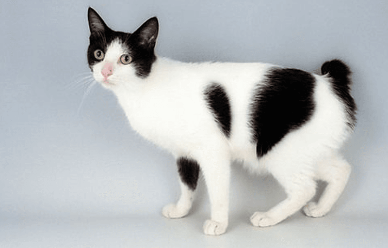 Japanese Bobtail