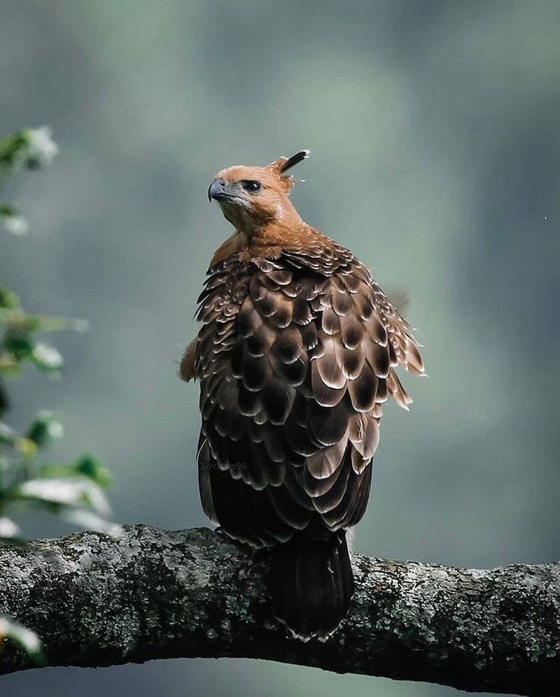 Javan Hawk-Eagle