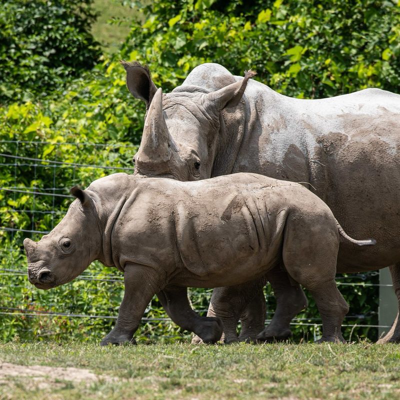 Javan Rhino