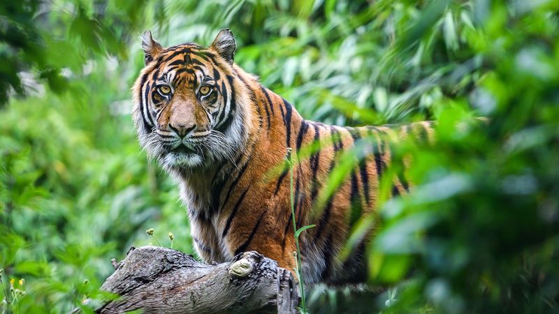 Javan Tiger (Extinct)