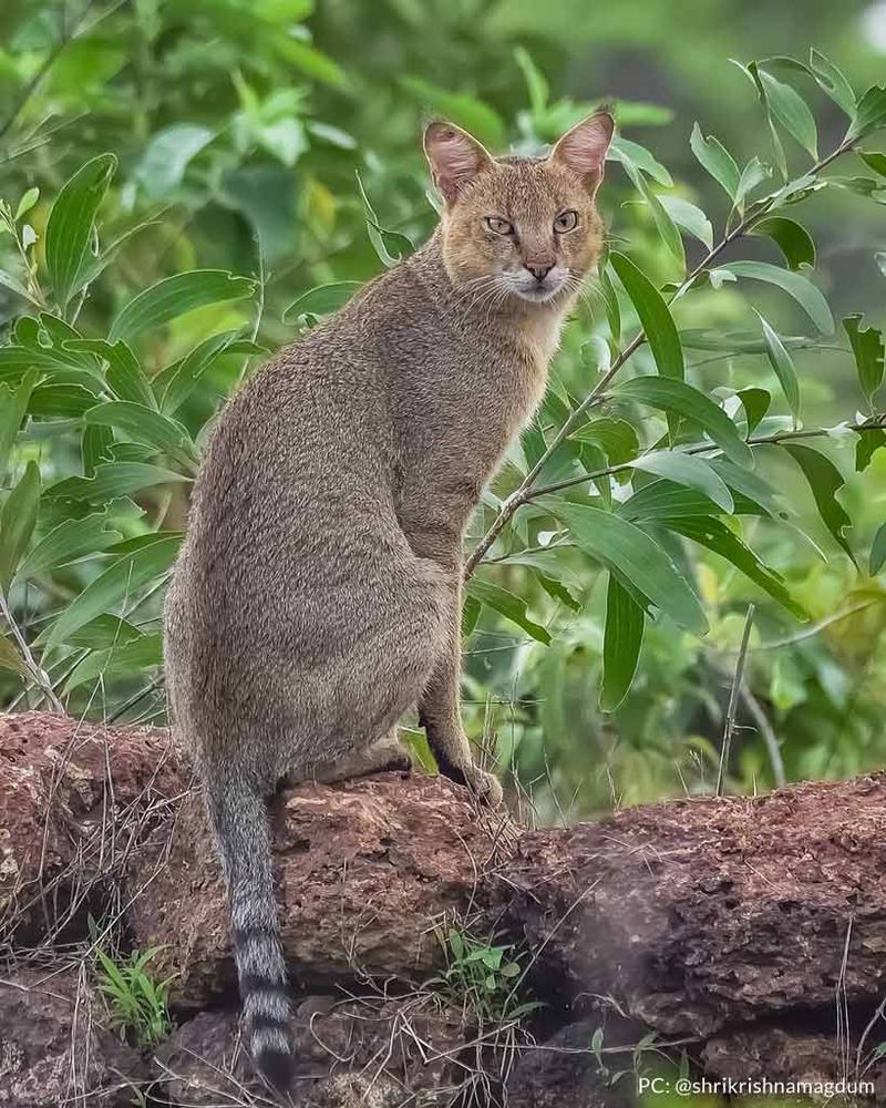 Jungle Cat