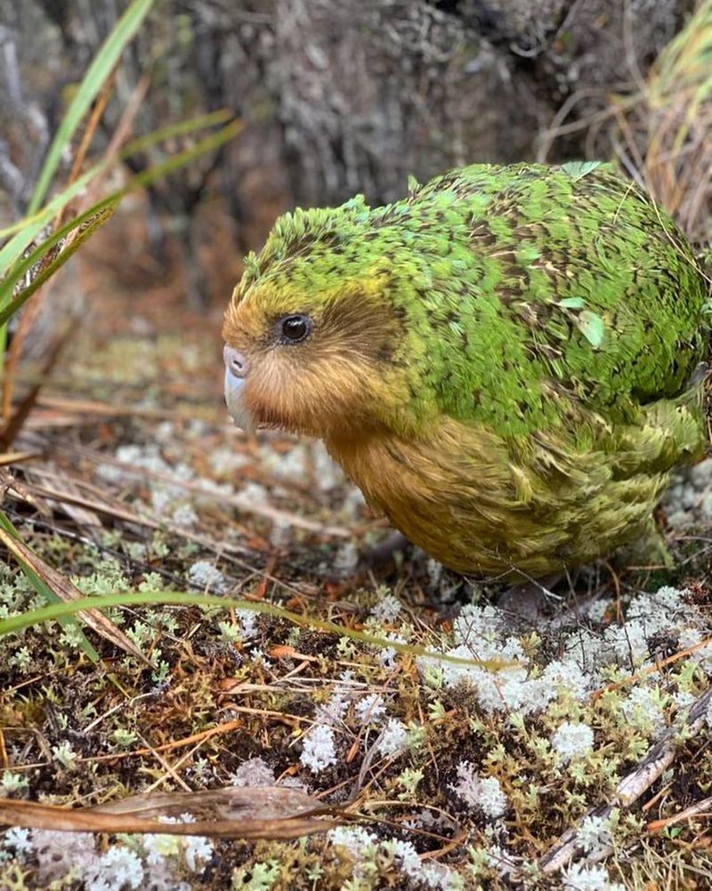 Kakapo