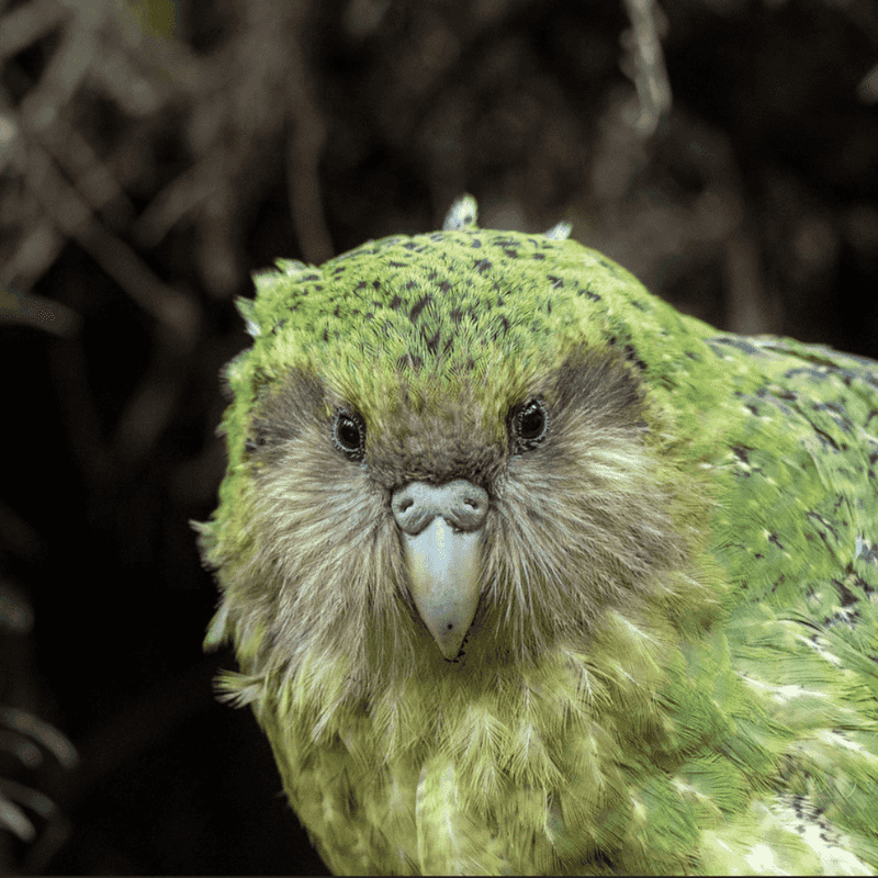 Kakapo