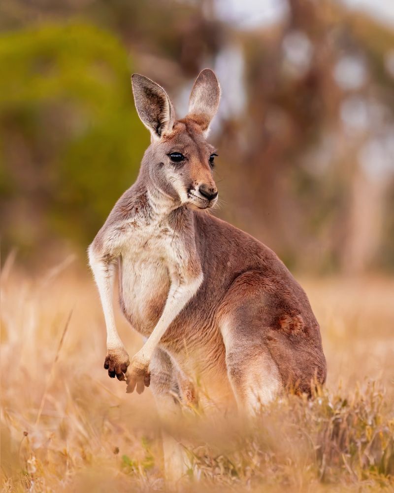 Kangaroo