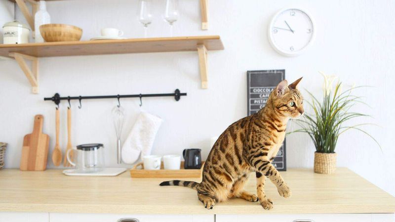 Keep Your Cats Off the Counter – 5 Practical Tips That Actually Work