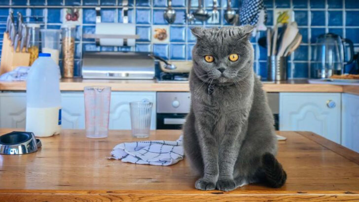 Keep Your Cats Off the Counter with These 5 Practical Tips That Actually Work