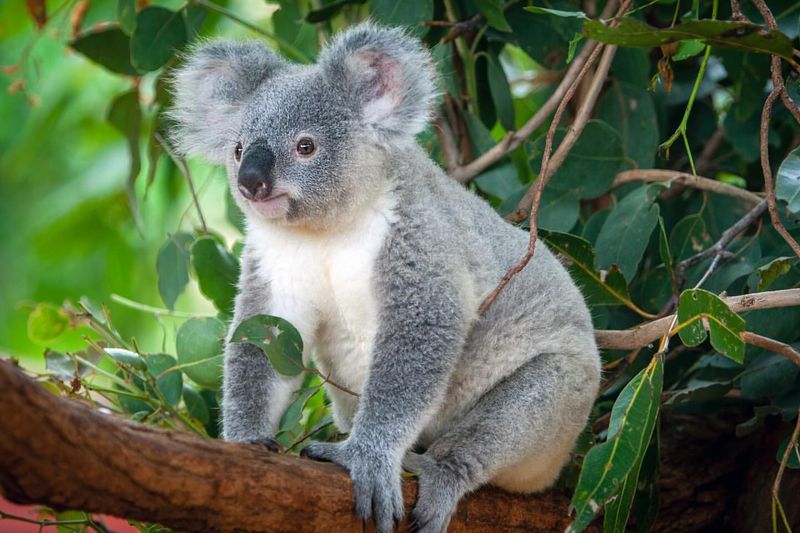 Koala