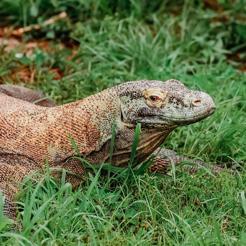 Komodo Dragon