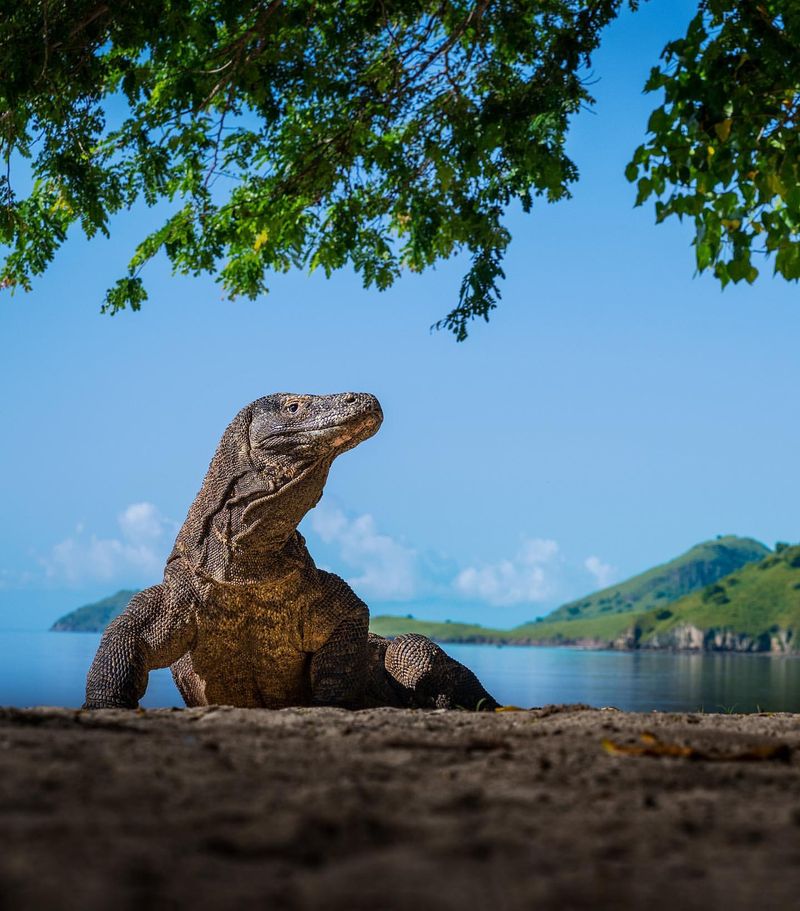 Komodo Dragon