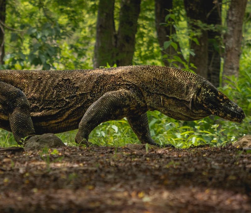 Komodo Dragon