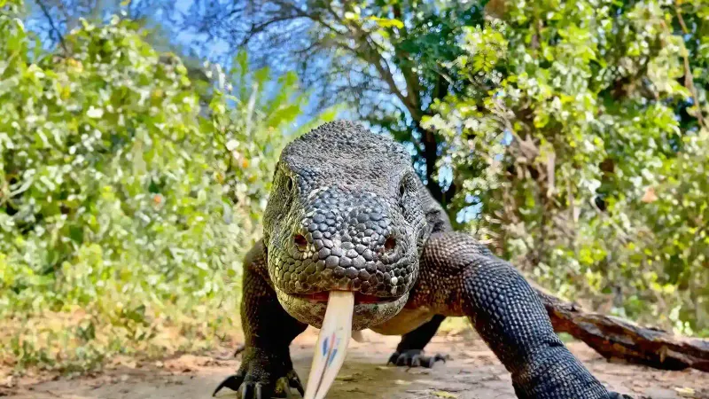 Komodo Dragon