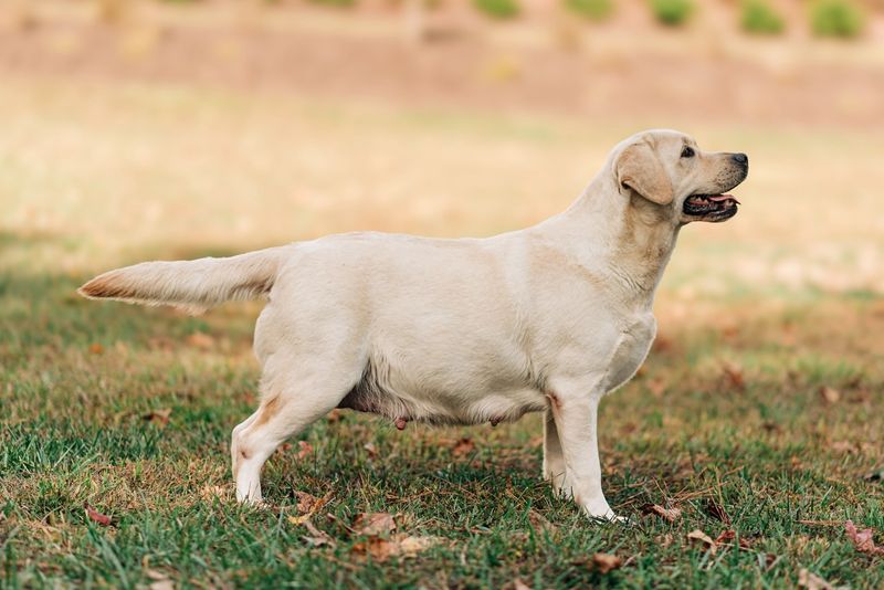 Labrador Retriever