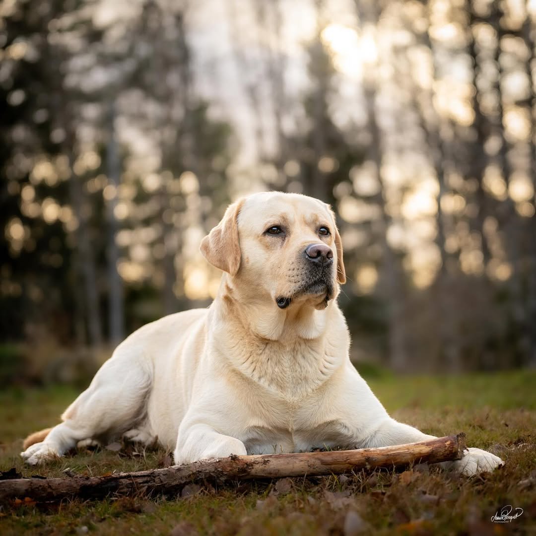 8 Dogs That Love Everyone and 8 That Save Their Love for One Person