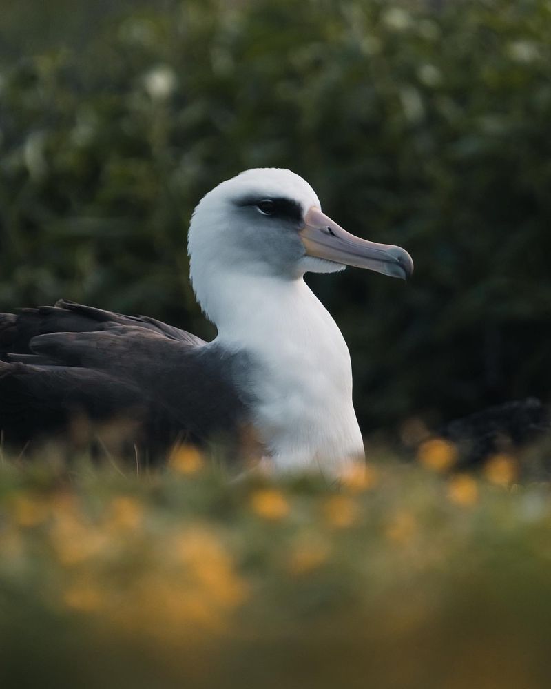 Laysan Albatross