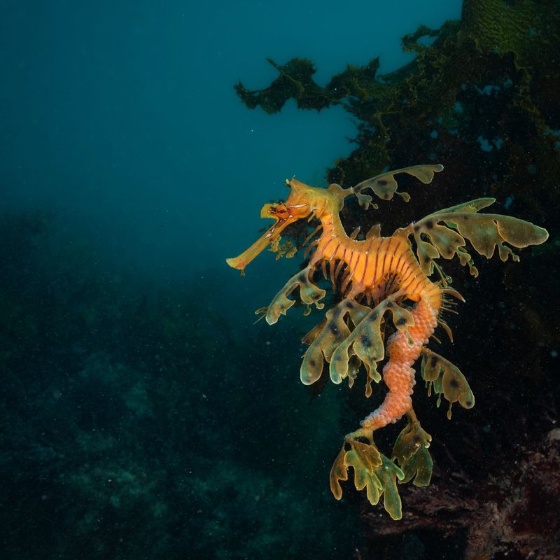 Leafy Seadragon