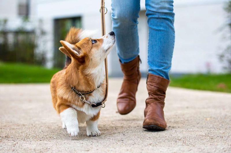 Leash Walking