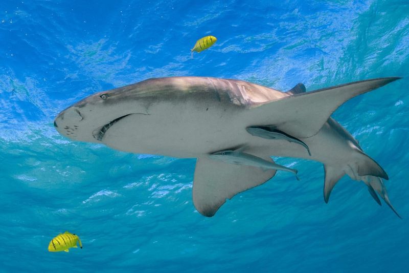 Lemon Shark