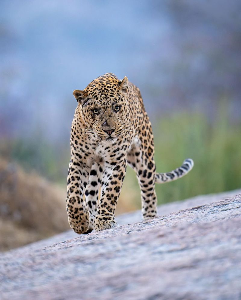 Leopard