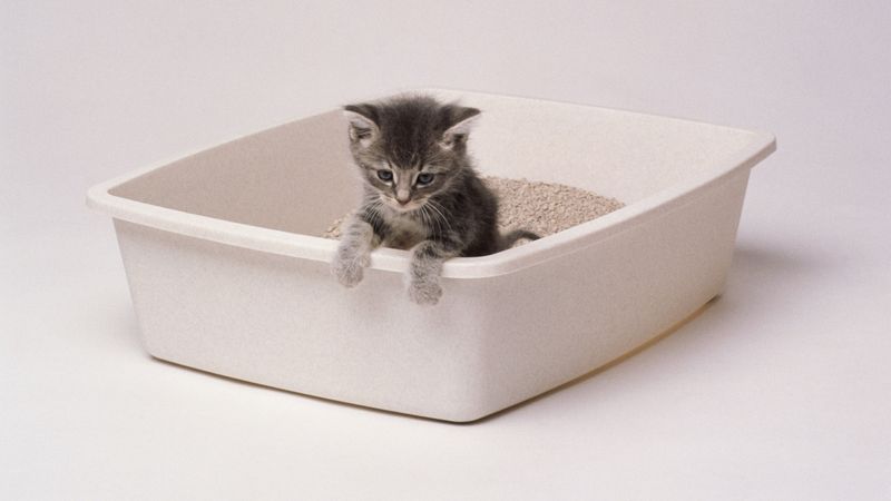 Litter Box Convenience