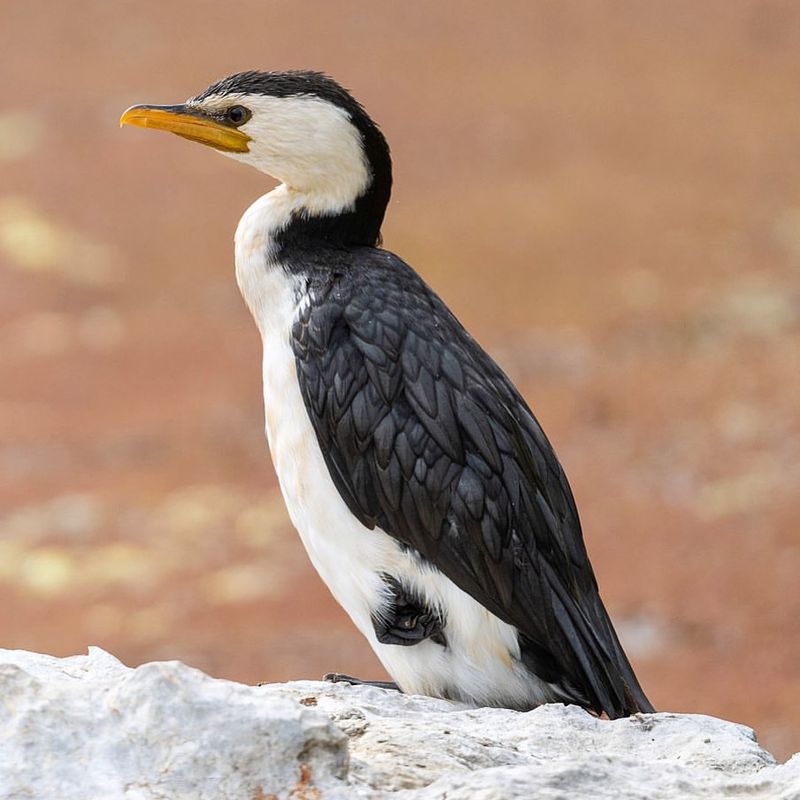 Little Pied Cormorant