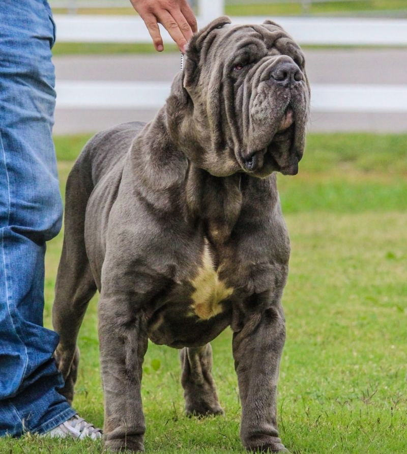 Cane Corso Lovers, Meet These 8 Stunning Lookalikes