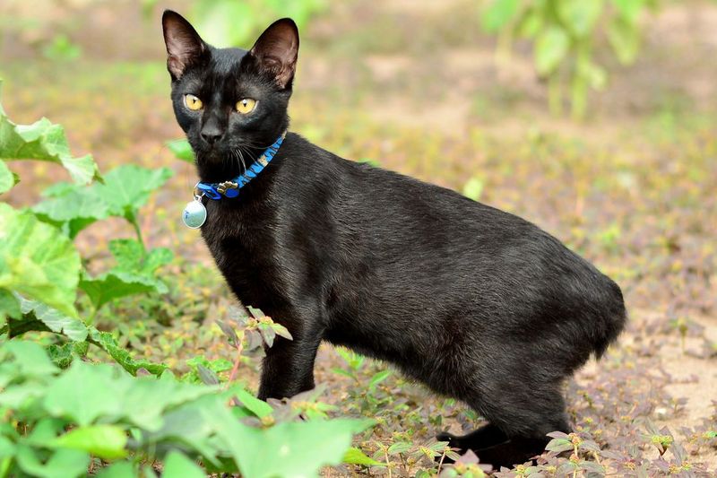 Looking for a Mouse Hunter? Here Are 10 Cat Breeds Perfect for Catching Mice