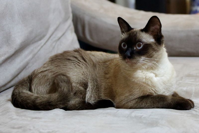 Love Dogs, But Dislike Cats? Meet the 8 Cat Breeds That Act Like Dogs