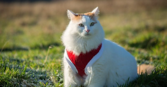 Love Dogs, But Dislike Cats Meet the 8 Cat Breeds That Act Like Dogs
