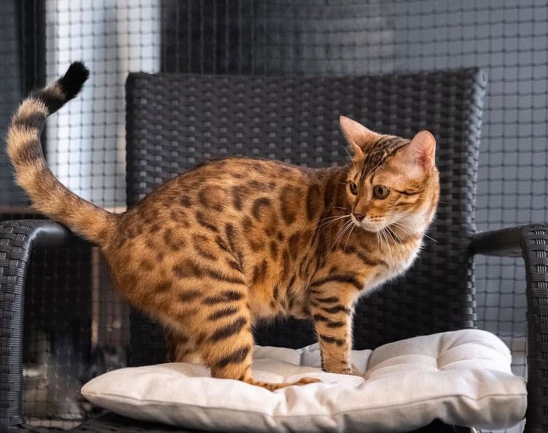 Love Dogs, But Dislike Cats? Meet the 8 Cat Breeds That Act Like Dogs