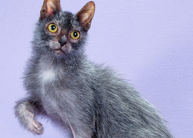 Lykoi