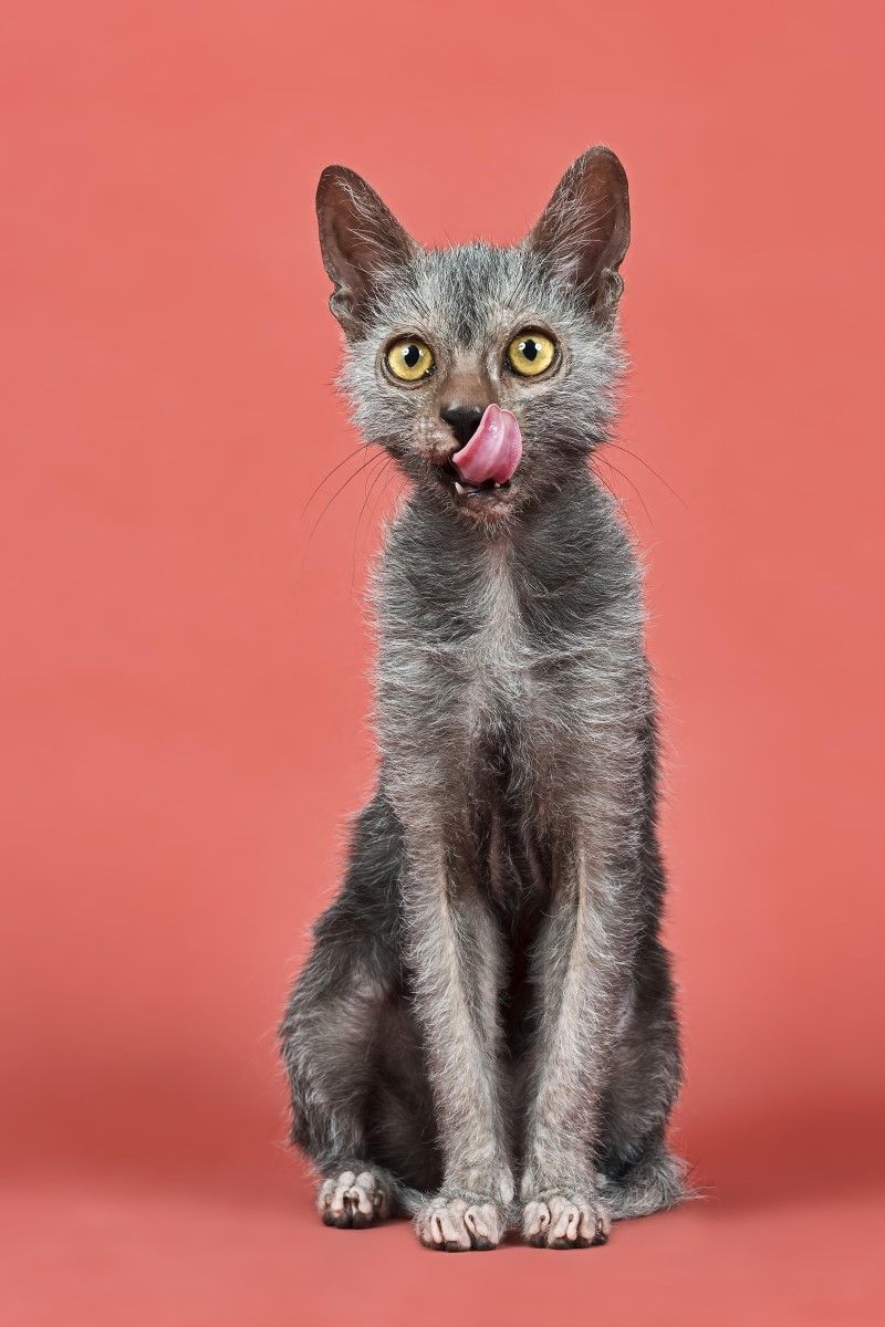 Lykoi