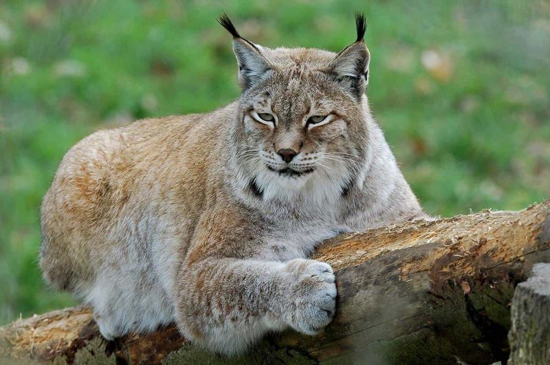 Lynx