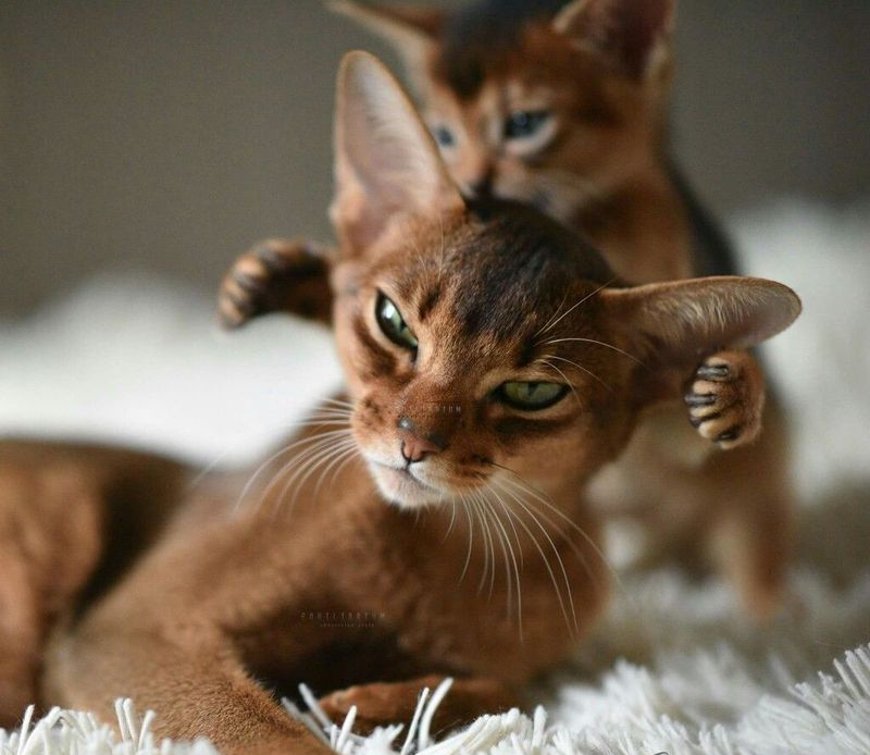 10 Remarkable Reasons Abyssinian Cats Are the Gymnasts of the Feline World