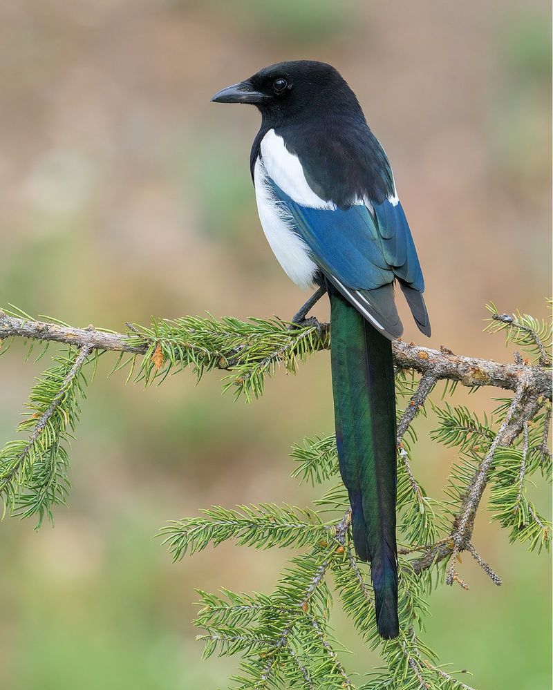 Magpie