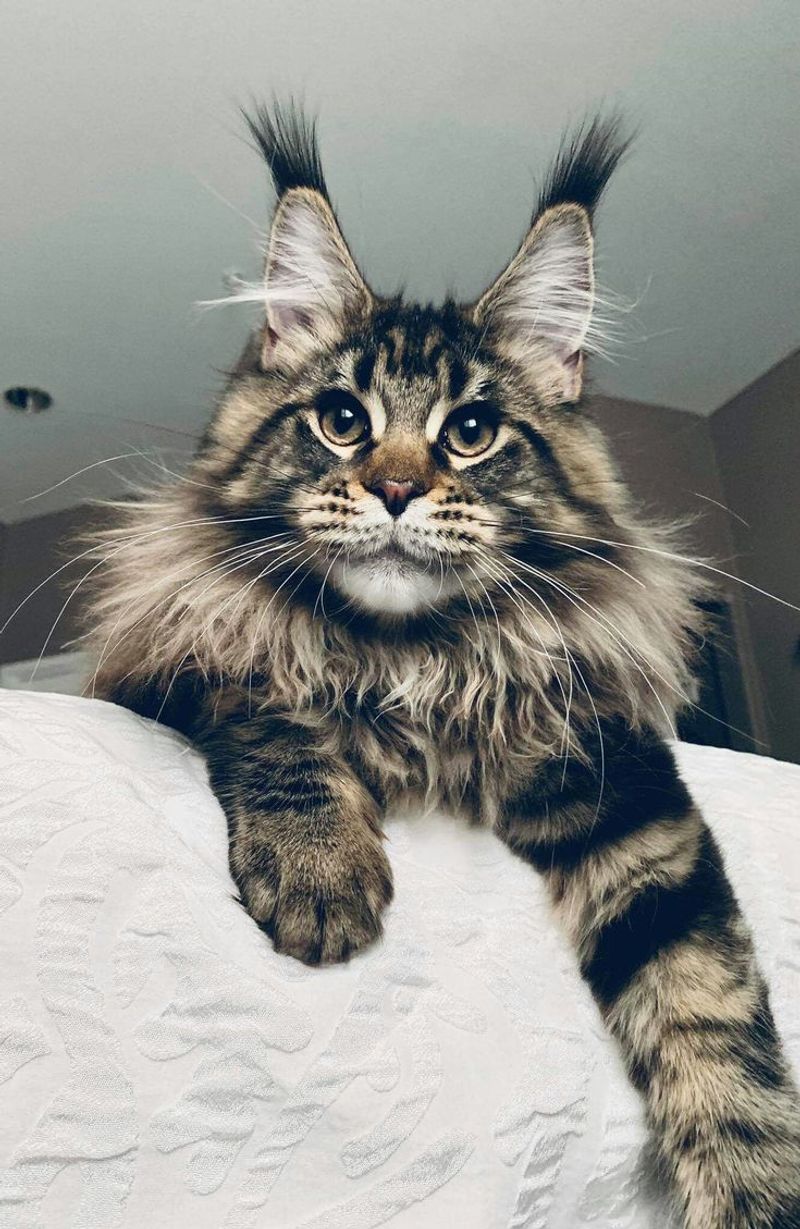 Maine Coon