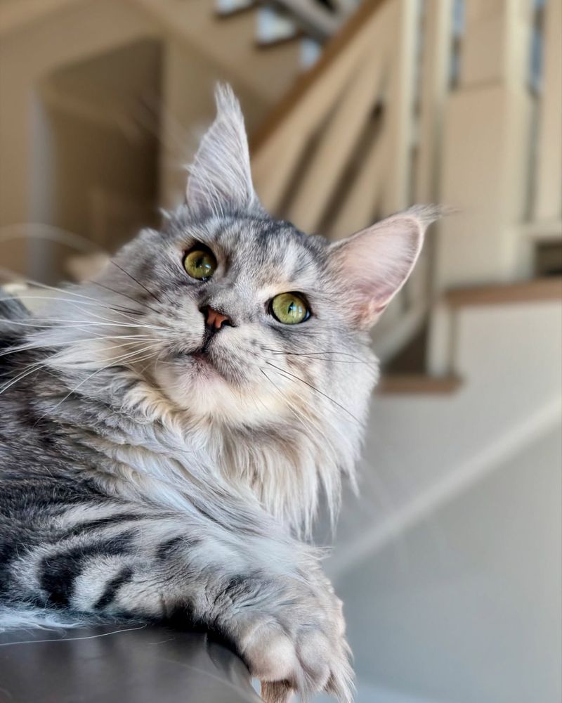 Maine Coon