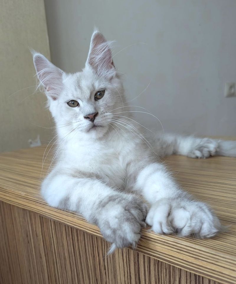 Maine Coon