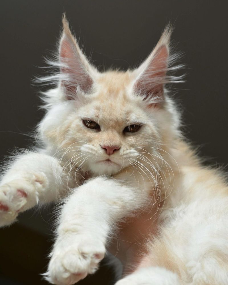 Maine Coon