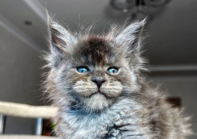 Maine Coon