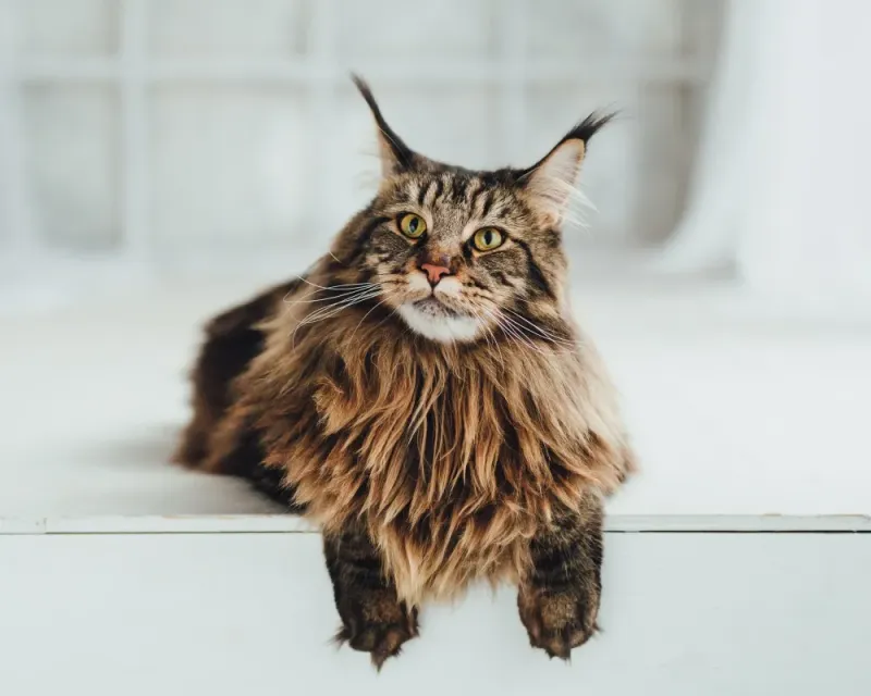 Maine Coon