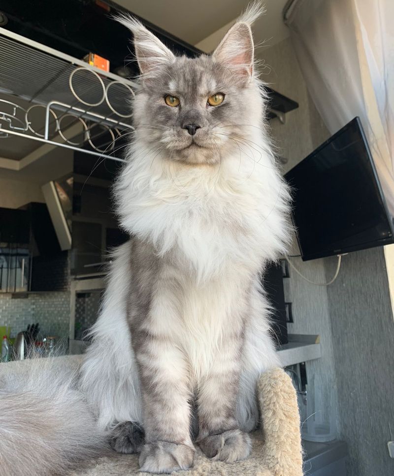 Maine Coon