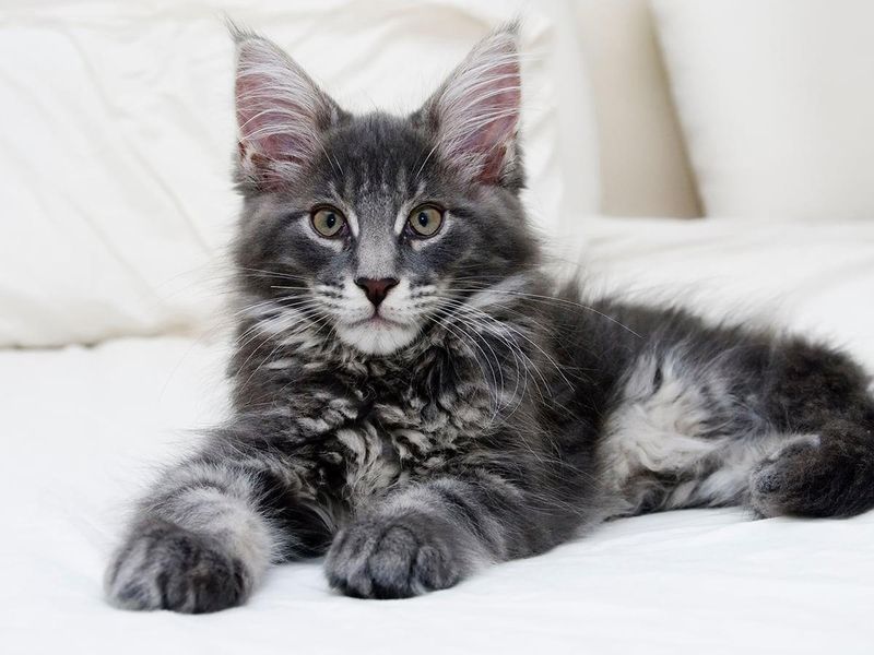 Maine Coon