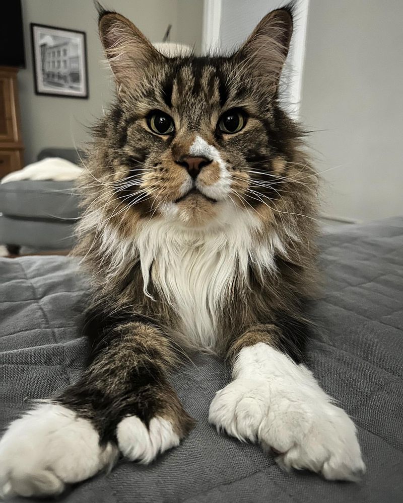 Maine Coon