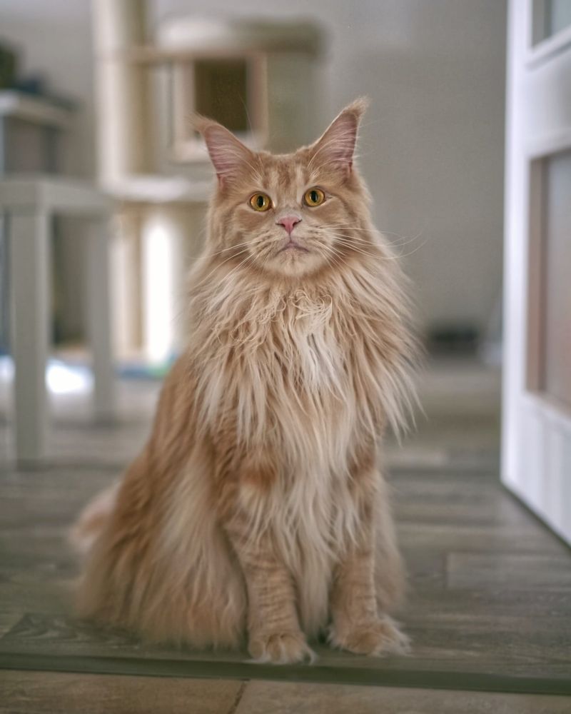 Maine Coon